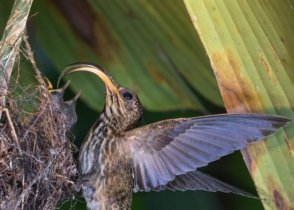 Photographing the Sickle-billed Hummingbird 2