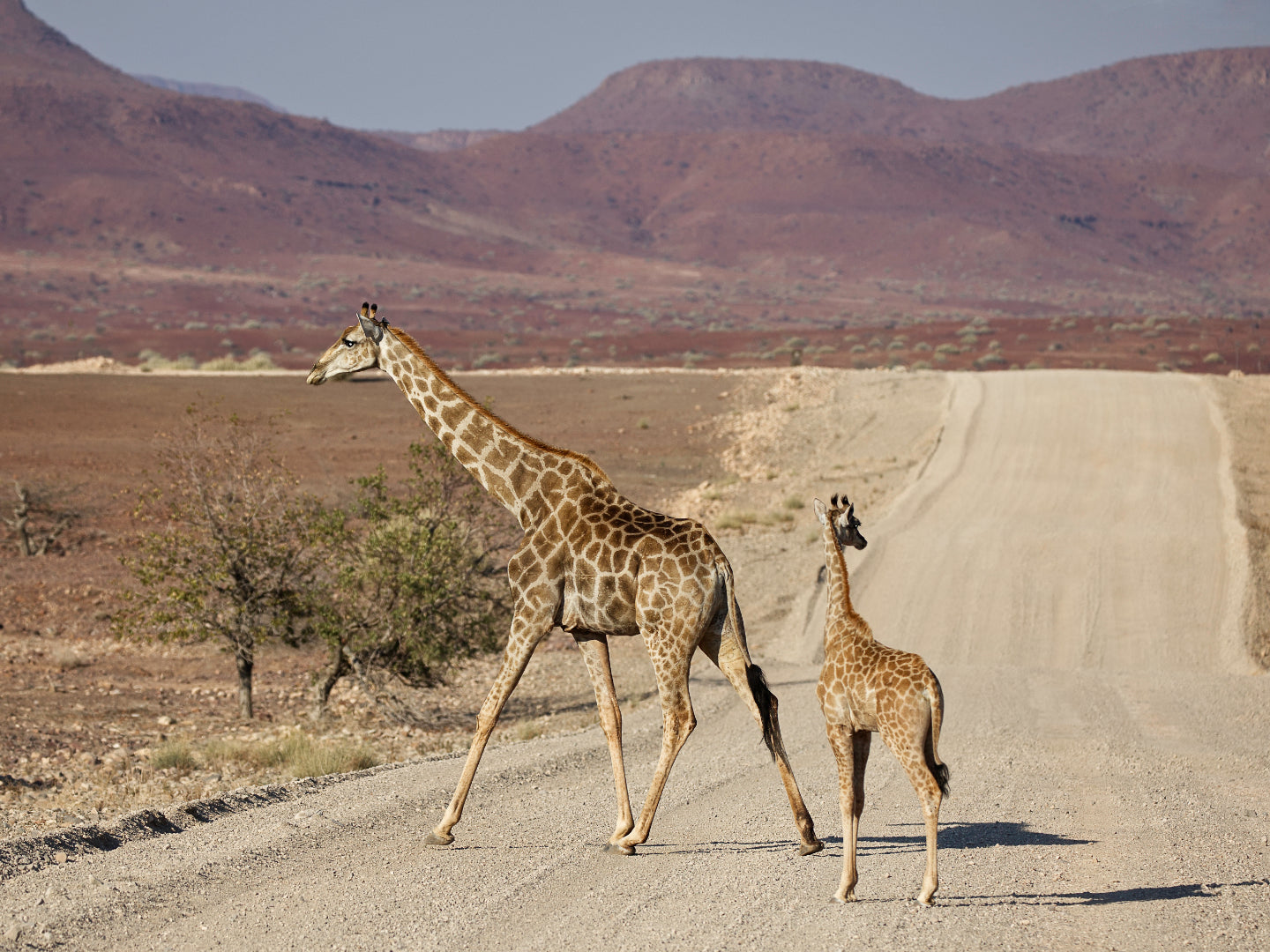 Giraffes and Impalas