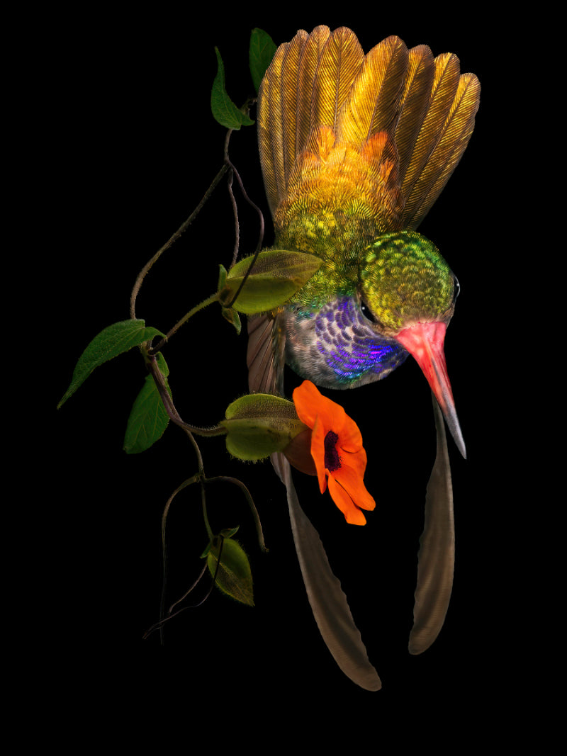 Blue-throated Goldentail 31937