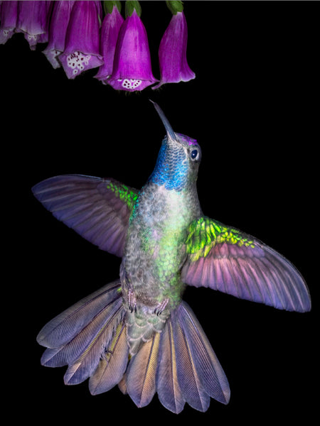 Talamanca Hummingbird 14297