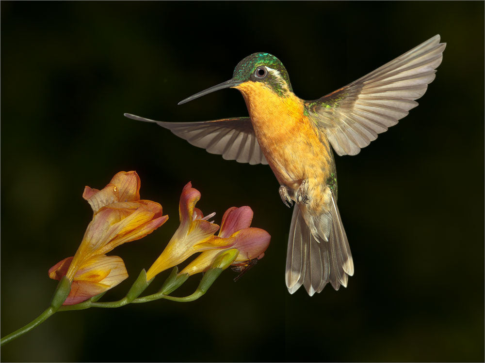 White-throated Mountaingem 26880