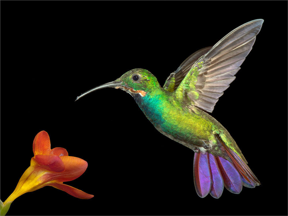 Green-breasted Mango 4876