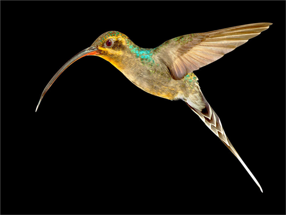Green Hermit 00743