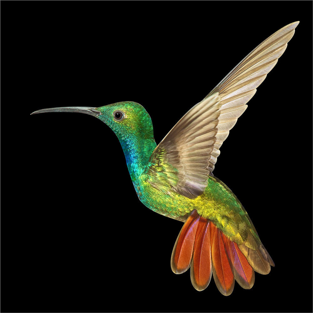 Green-breasted Mango 28005