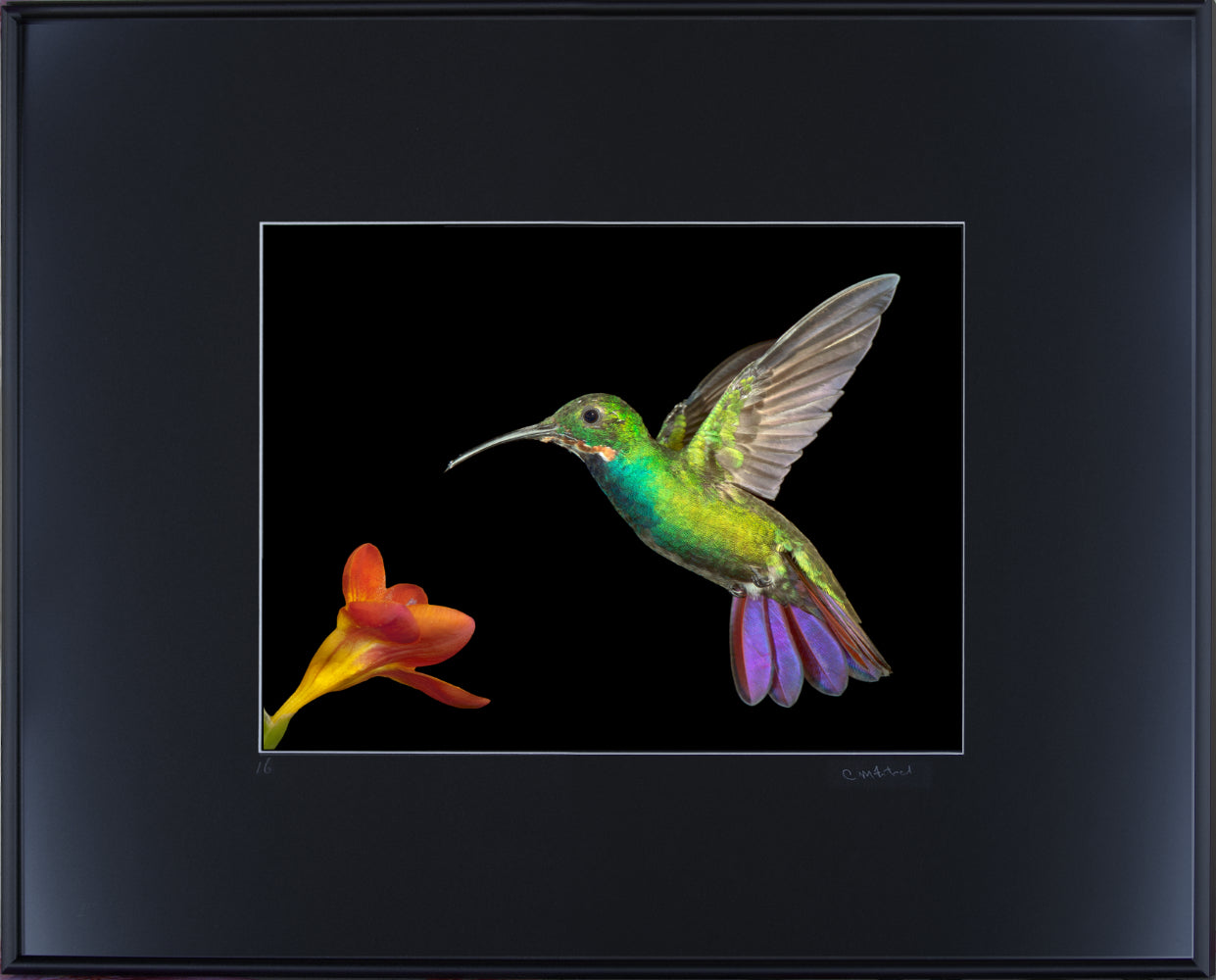 Green-breasted Mango 4876
