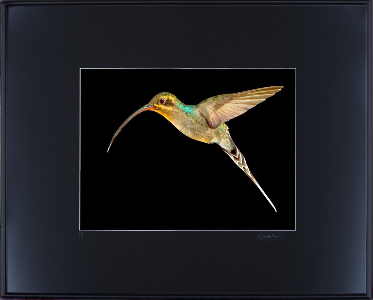 Green Hermit 00743