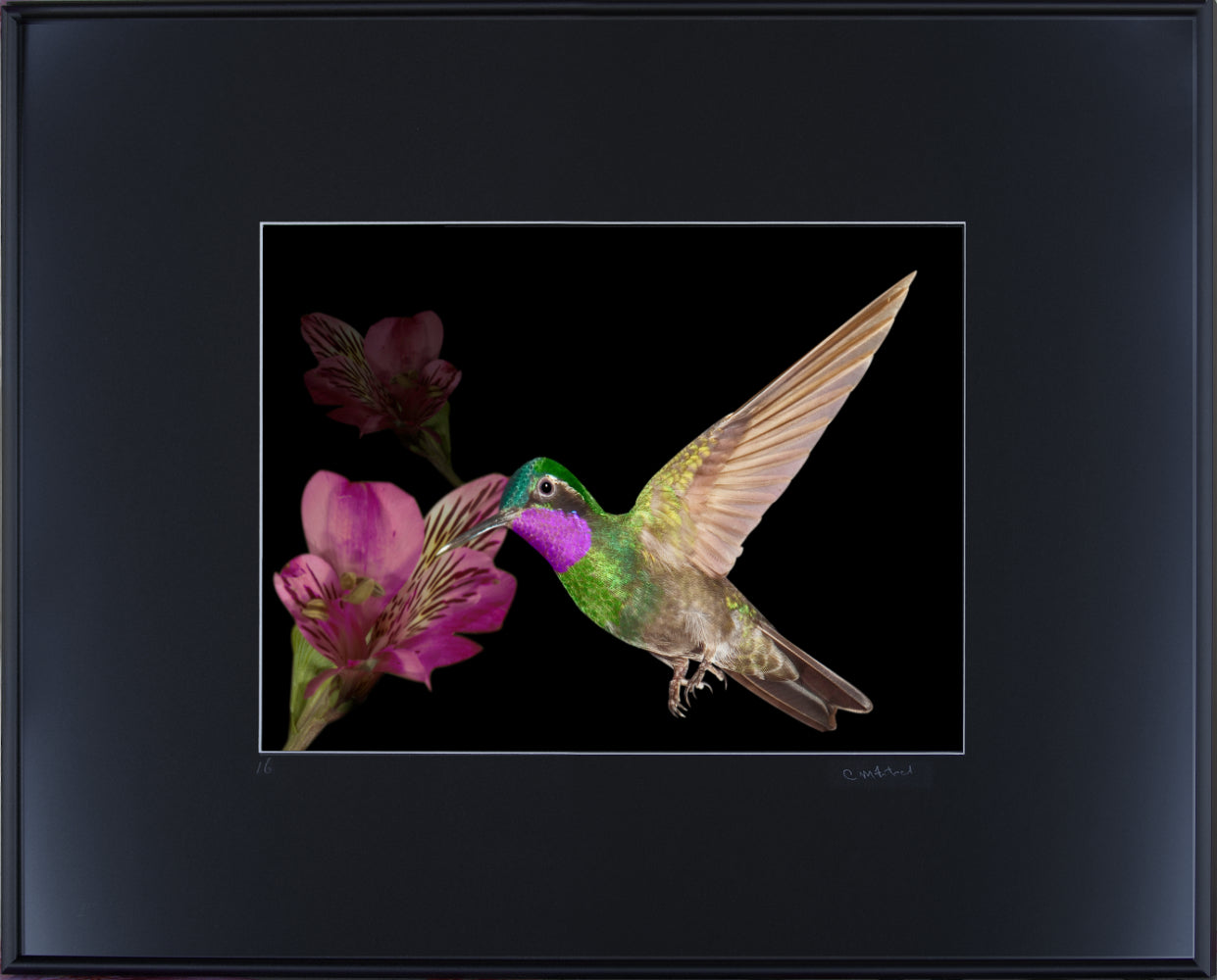 Purple-throated Mountaingem 13313