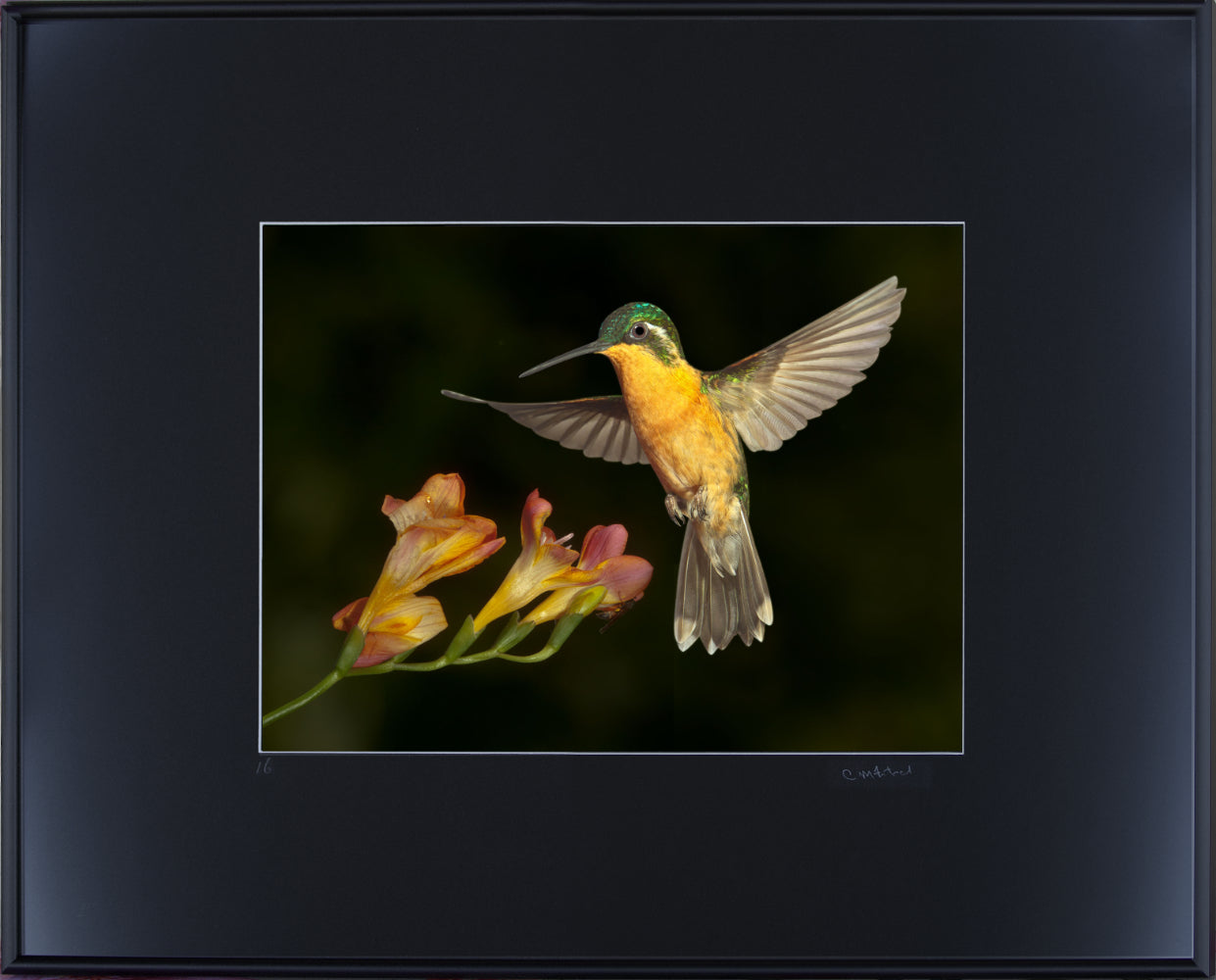 White-throated Mountaingem 26880