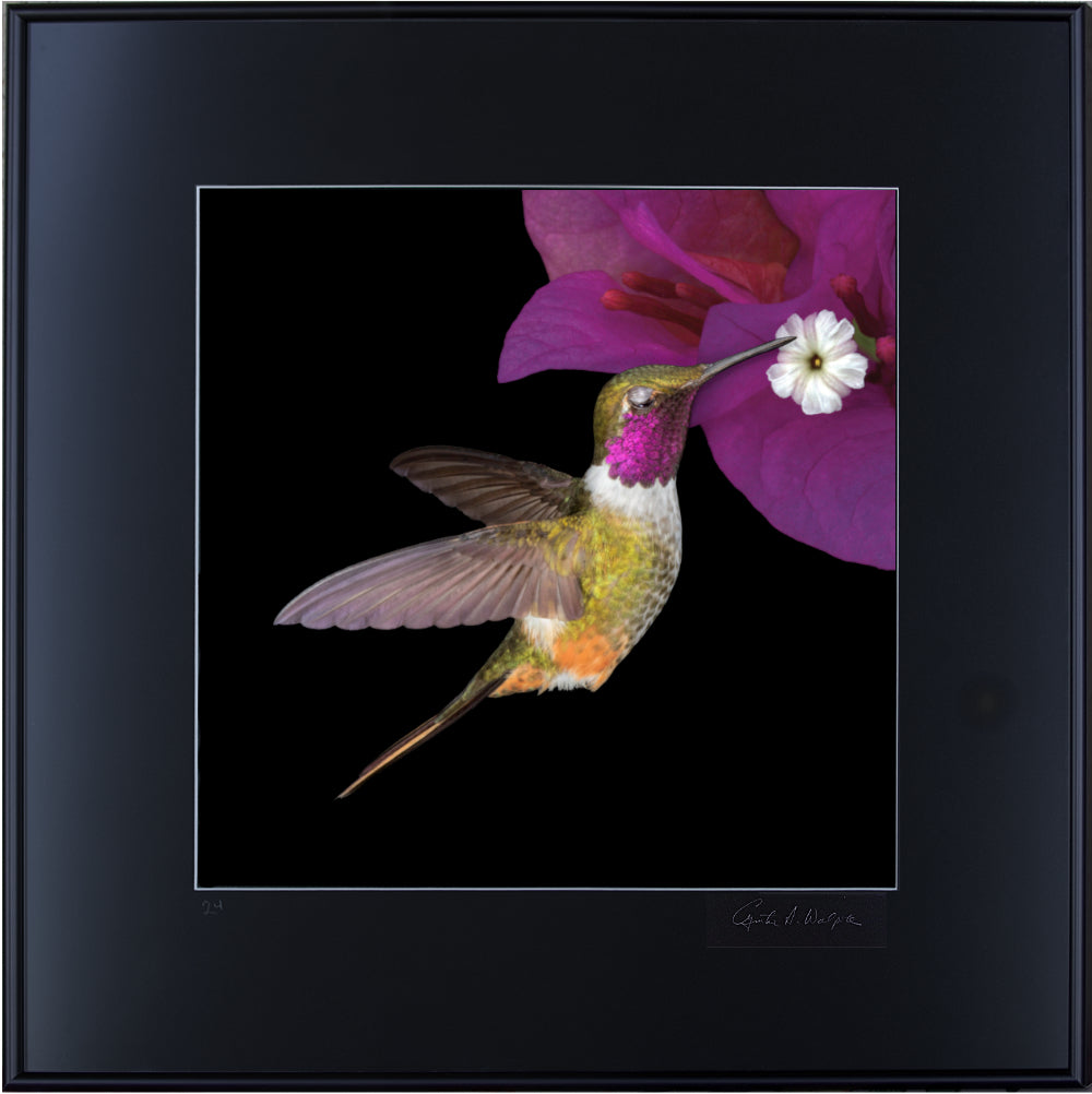 Magenta-throated Woodstar 01389