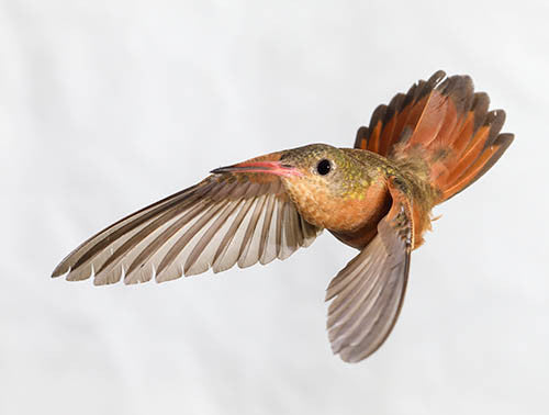 The 'Bird Brain' of a Cinnamon Hummingbird