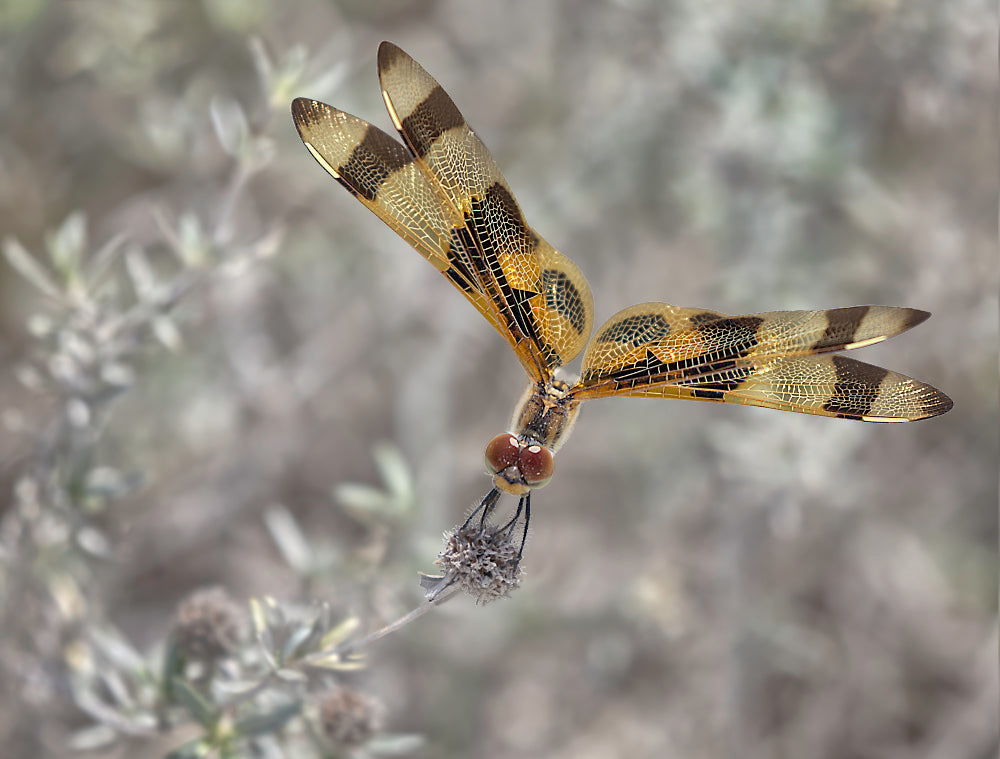 A dragonfly in Big Cypress