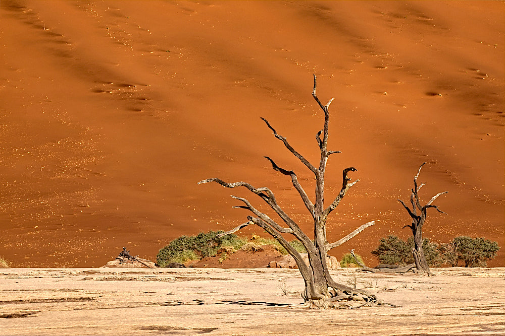 Dead Vlei Landscapes