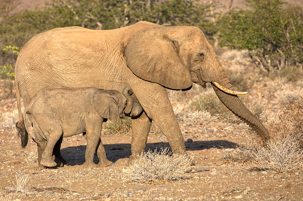 Tracking the Desert Adapted Elephant