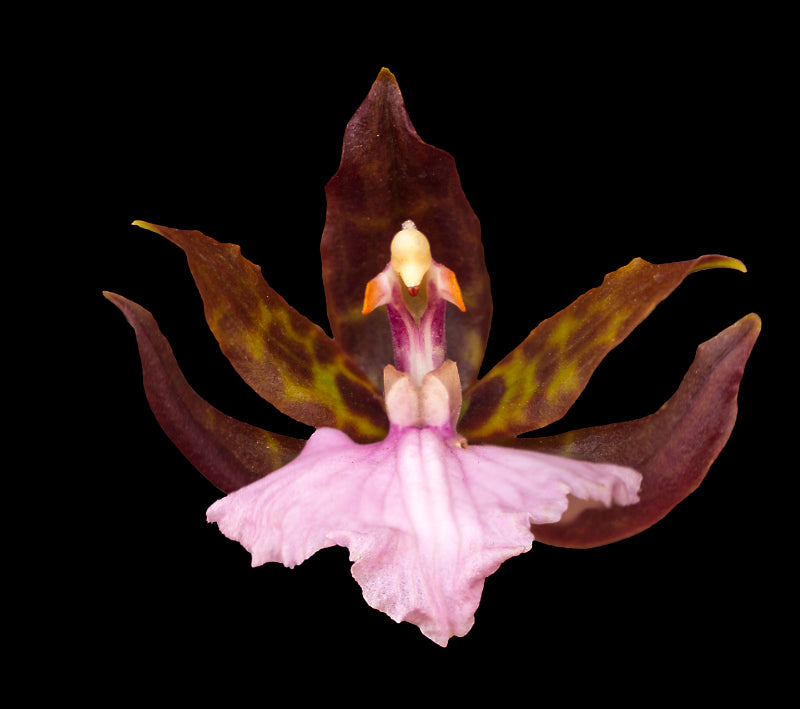 Orchids, lookalike's and false orchids. Oh my!