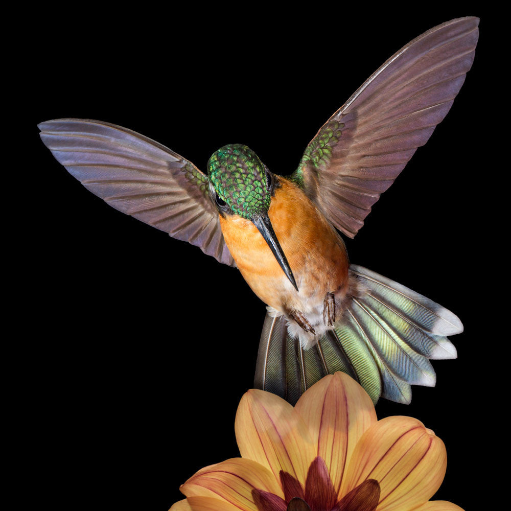 Purple-throated Mountaingem female in flight. Fine art print