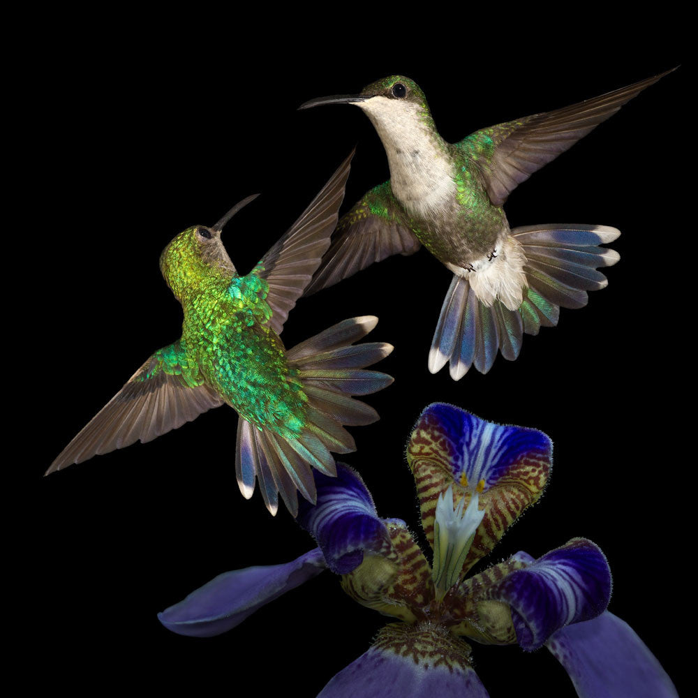 Violet-Crowned Woodnymph female hummingbirds in flight with an orchid