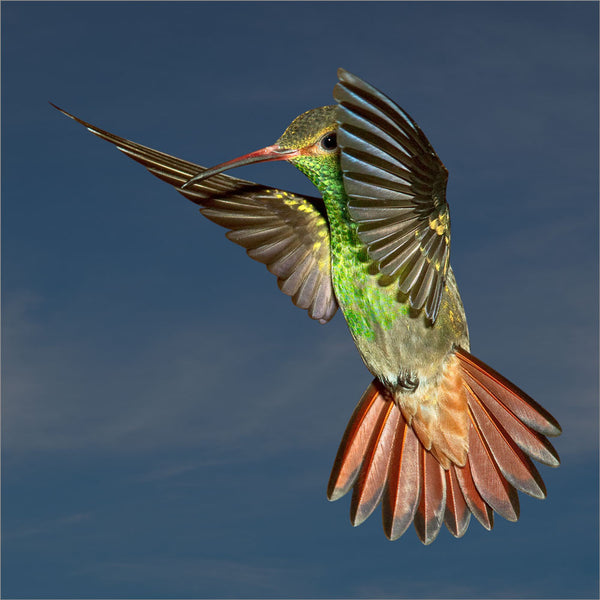 Rufous-tailed 2806