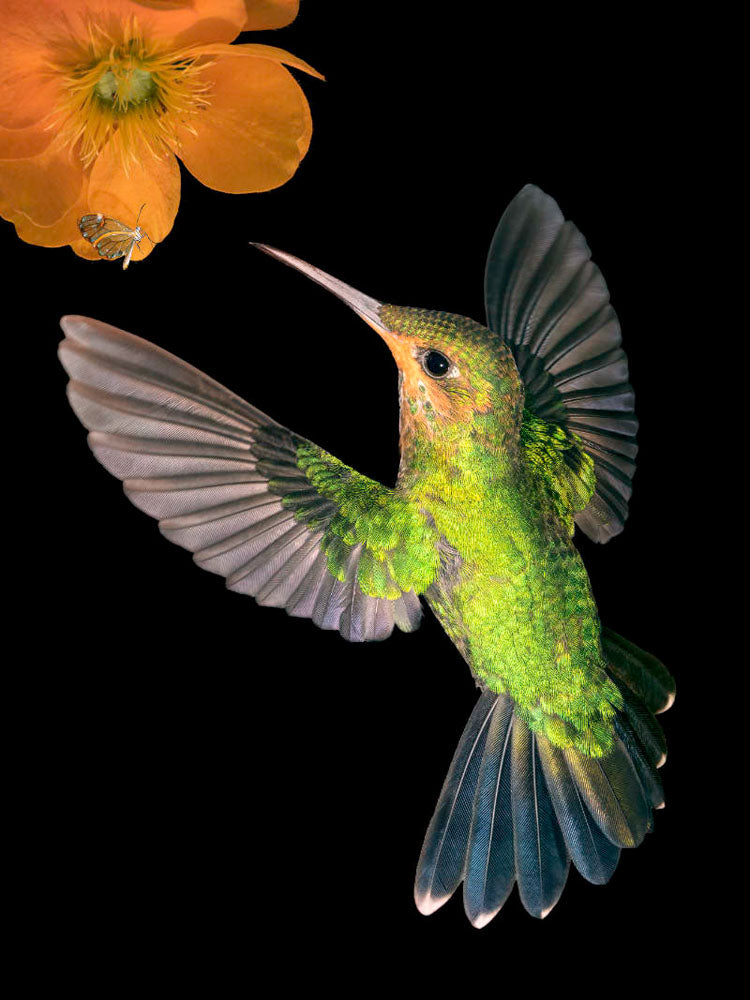 Juvenile Green-crowned brilliant hummingbird in flight