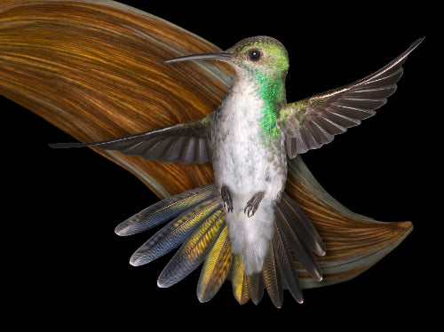 Mangrove Hummingbird 18716