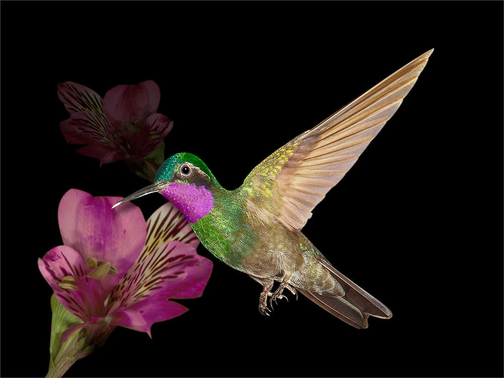 Purple-throated Mountaingem 13313