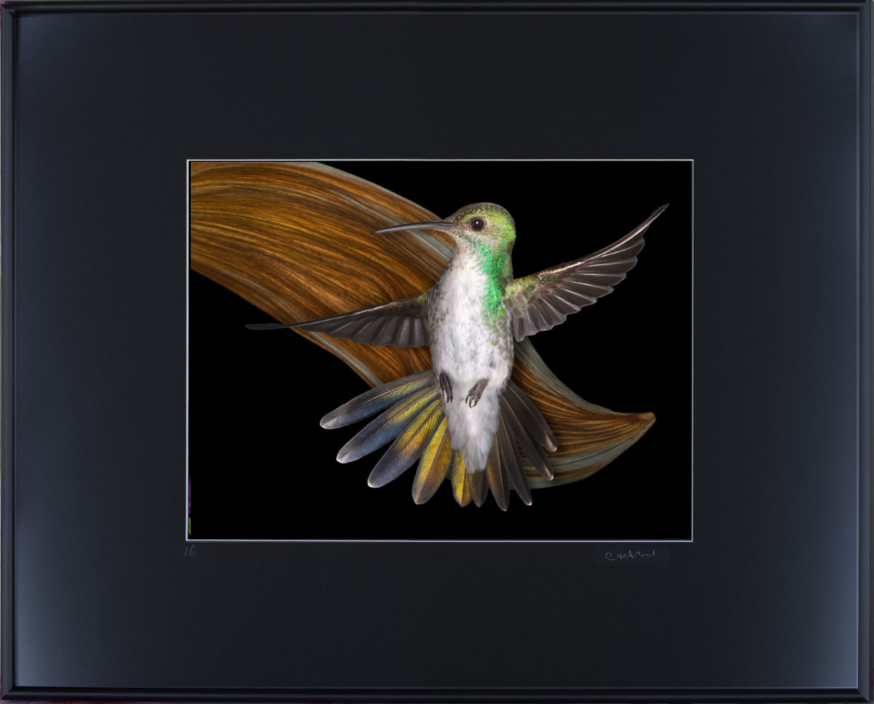 Mangrove Hummingbird 18716