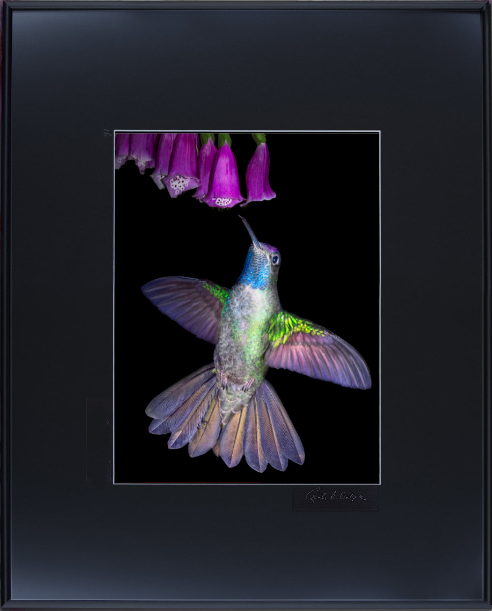 Talamanca Hummingbird 14297